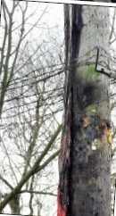 Burnt electricity pole Hatton