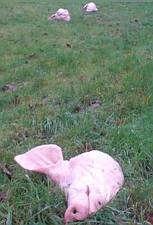 Dead pig at Ramberget mosque site