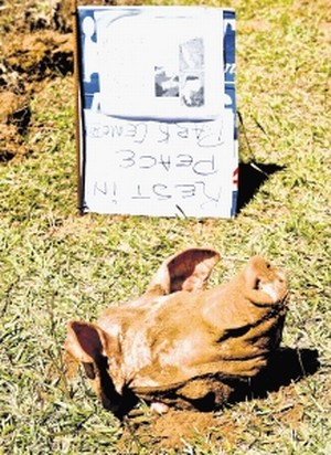 Mpumalanga mosque pig's head