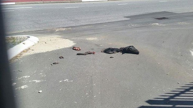 Perth mosque dead pig