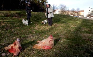 Pigs' heads at Gothenburg mosque site
